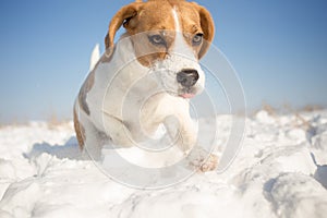 Playful Beagle dog