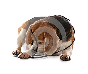 Playful Beagle dog damaging electrical wire on white background