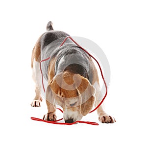 Playful Beagle dog damaging electrical wire on white background