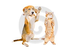 Playful Beagle dog and kitten Scottish Straight standing together on hind legs
