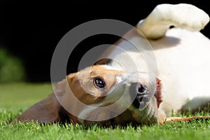 Playful beagle dog laying on grass lawn