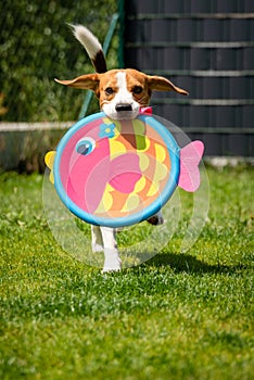 Playful Beagle Dog running with round colorful fish like toy