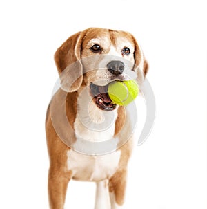 Playful beagle dog with tennis ball portrait isolated on white