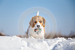 Playful Beagle dog