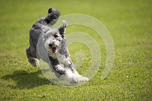 Playful Bearded Collie running on green grass, short coat