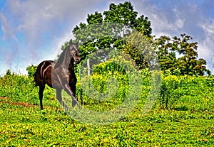 Playful Beautiful black Morgan Horse in field