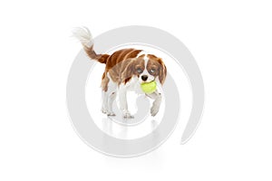 Playful, beautiful dog of Cavalier King Charles Spaniel in moting, playing with ball against white studio background