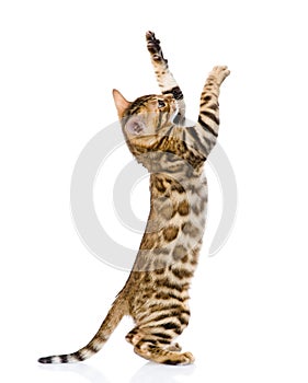 Playful Bengal cat. isolated on white background photo