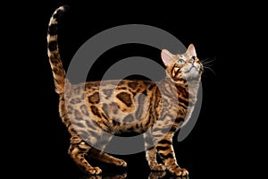 Playful Bengal Male Cat with beautiful spots, Isolated Black Background