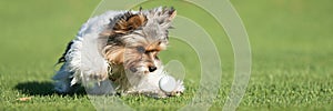 Playful Biewer Yorkshire Terrier puppy dog chasing a white ball in the grass