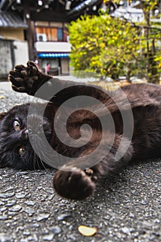 A playful black cat on its back.