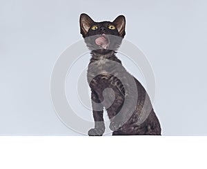 Playful black kitten of the Cornish Rex breed. photo shoot on a white background