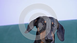 Playful black and tan dachshund dog barks provocatively to attract attention or frighten and runs away merrily, slow