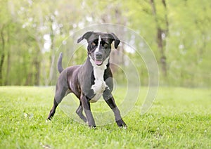 A playful black and white Pit Bull Terrier mixed breed dog