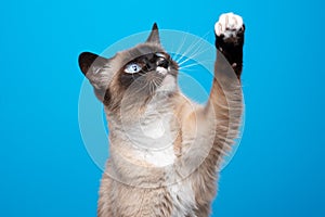 playful blue eyed siamese cat raising paw on blue background