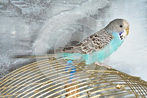 Playful blue-plated budgie chick sits on a cage.