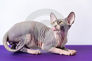 Playful blue and white hairless kitten of Sphinx breed lying down at purple floor, shows red tongue