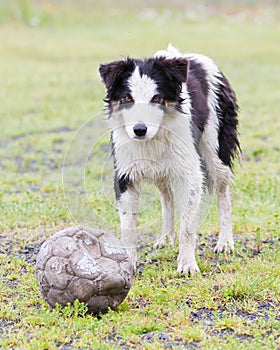 Playful Border collie