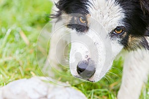 Playful Border collie