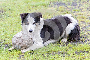 Playful Border collie