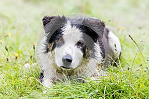 Playful Border collie