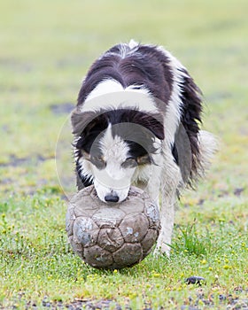 Playful Border collie