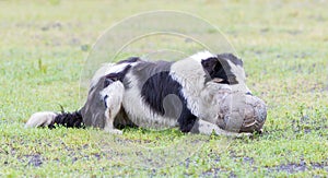 Playful Border collie