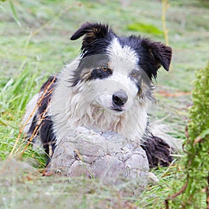 Playful Border collie