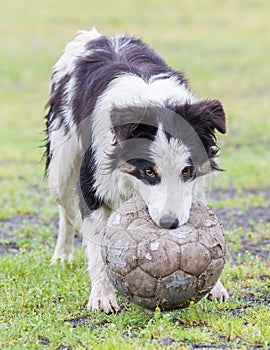 Playful Border collie