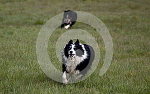 Playful Border Collie dogs running joyfully across a verdant meadow