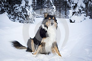 Playful border collie husky dog playing in snow