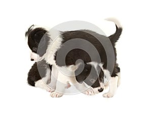 Playful border collie puppies