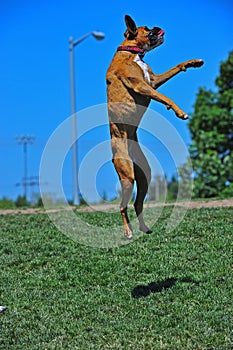 Playful Boxer leaping