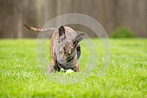 A playful brindle mixed breed dog pouncing on a ball