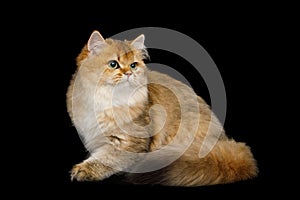 British Cat Red color with Furry hair on Isolated Black Background