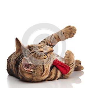 Playful british fold cat wearing a red bowtie and lying