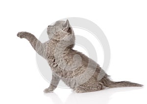 Playful british shorthair kitten. isolated on white background