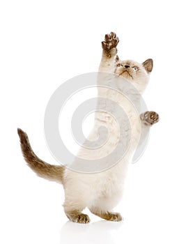 Playful British Shorthair Kitten with raised paw. isolated on wh