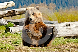 Playful Brown Bear
