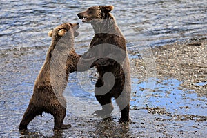 Playful Brown Bear Cubs in Katmai National Park and Preserve