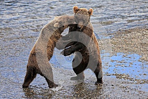 Playful Brown Bear Cubs in Katmai National Park and Preserve