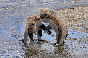 Playful Brown Bear Cubs in Katmai National Park and Preserve