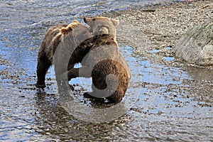 Playful Brown Bear Cubs in Katmai National Park and Preserve