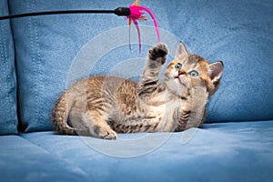 Playful brown British kitten playing with a stick lying upside down