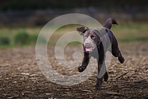 Playful brown labrador puppy running across a field, with mouth open