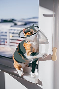 Playful calico cat in a cone collar sitting on window photo