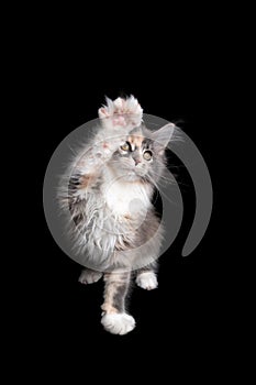 playful calico maine coon kitten lifting paw like it& x27;s waving hands