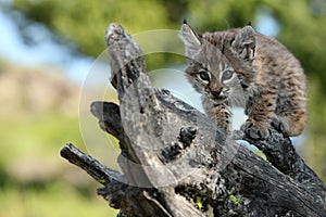 Playful Canadian Lynx Kitten