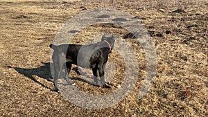 Playful Cane Corso friend wallows on dry yellowed grass