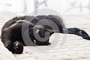 Playful cat with black hair